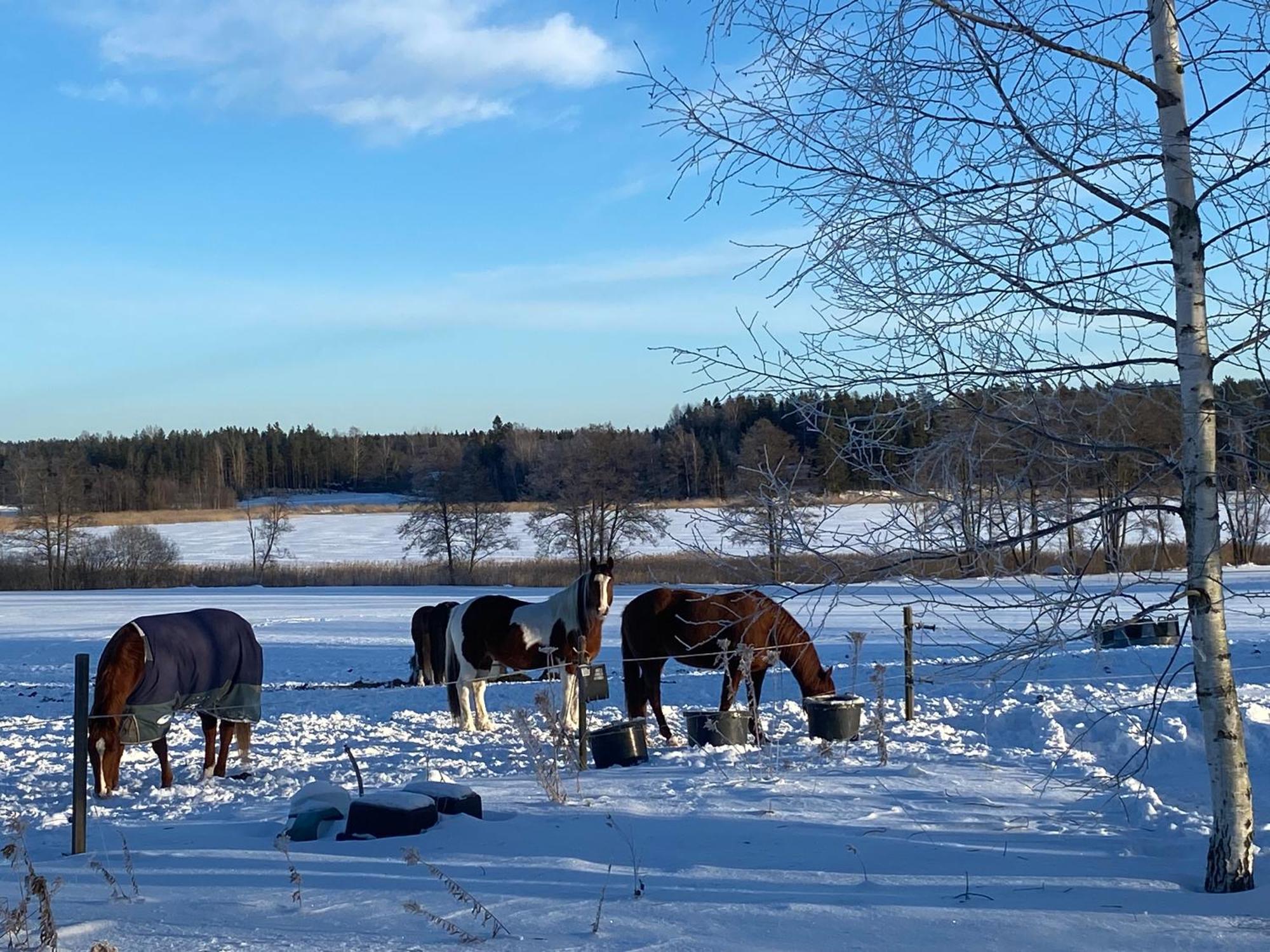 Ulvsby Ranch Western Camp Karlstad Kültér fotó
